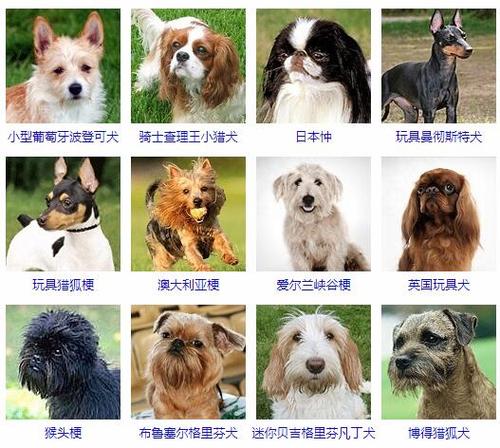 小型犬品种大全及图片