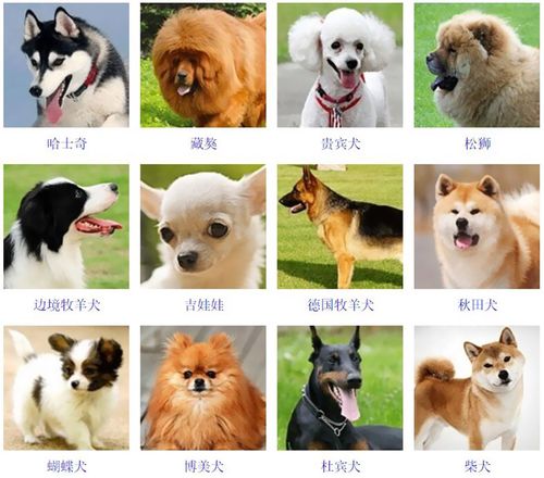 小型犬品种大全排名