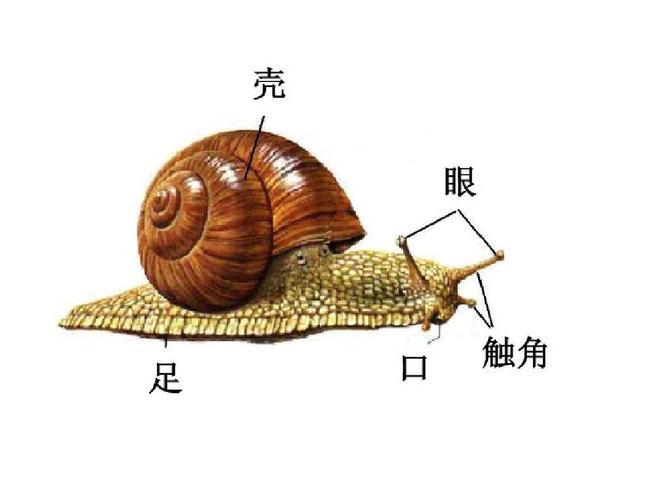 蜗牛的外形特征