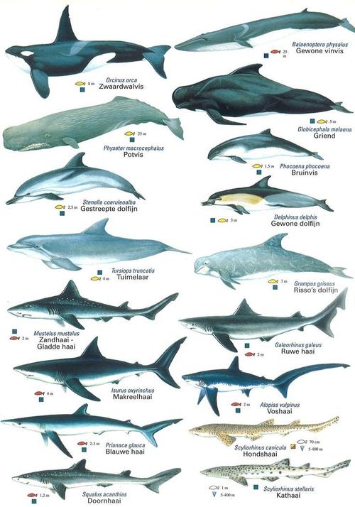 鲨鱼和鲸鱼的区别的相关图片